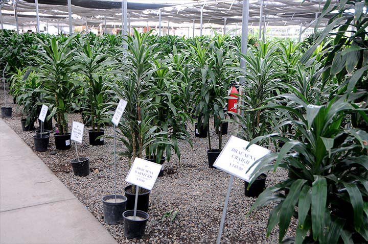 whole sale nursery orange county ca