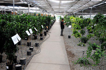 California Greenhouses Succulent Nursery in southern california