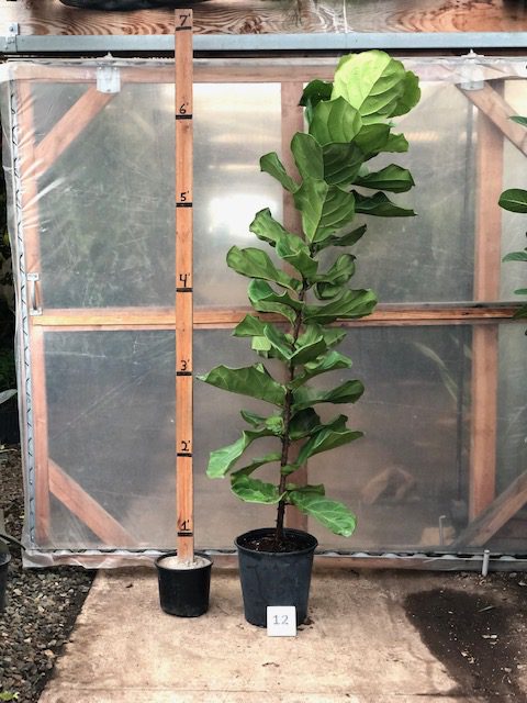 28858_12 Ficus Lyrata, 1P, 4.5, Column_IMG_1558 (1)