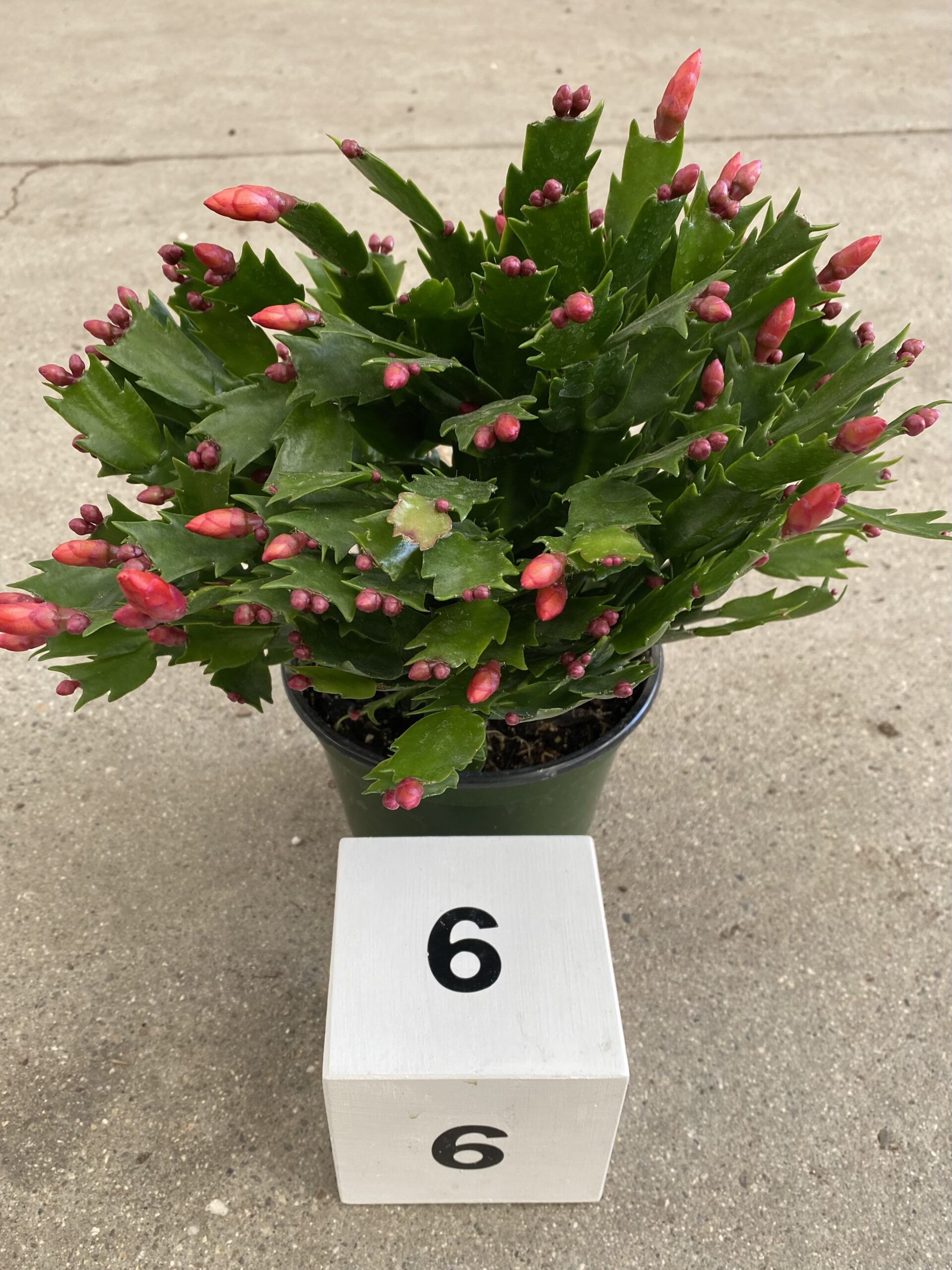 12476_6 Christmas Cactus_IMG-4429
