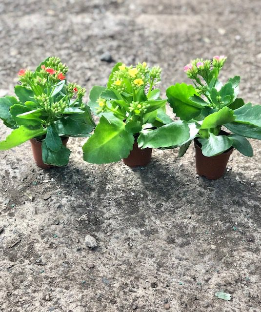 12998_2 Kalanchoe_IMG_0639