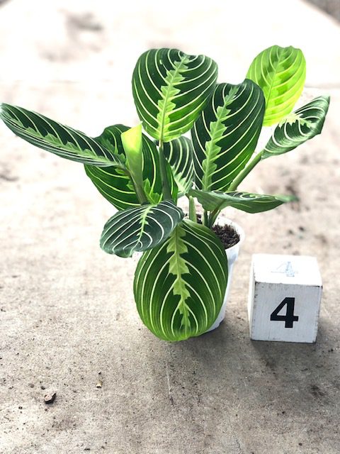 13435_4 Maranta, Lemon Lime_IMG_2728