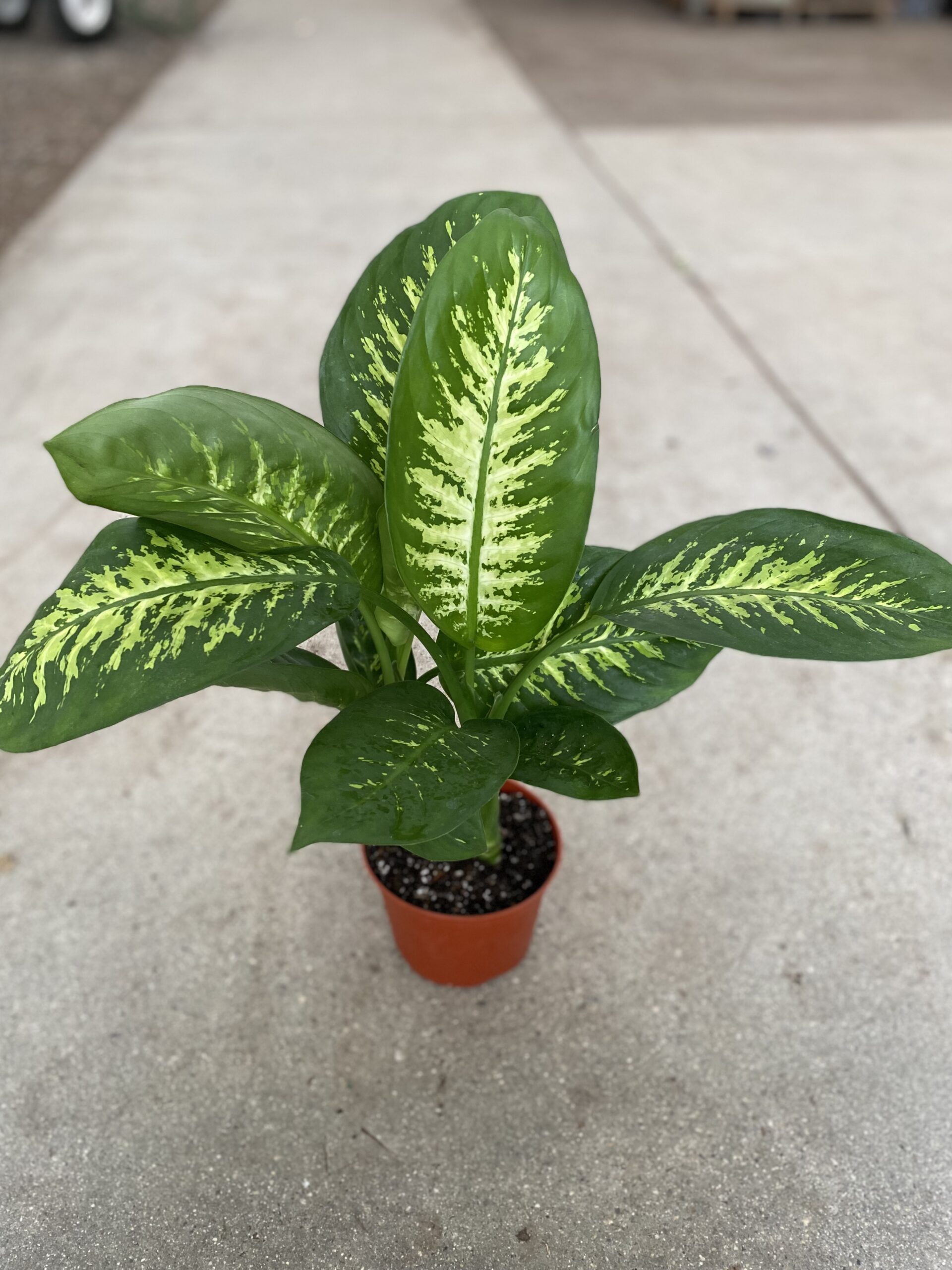 22444_6 Dieffenbachia Tropic Snow_IMG-1083