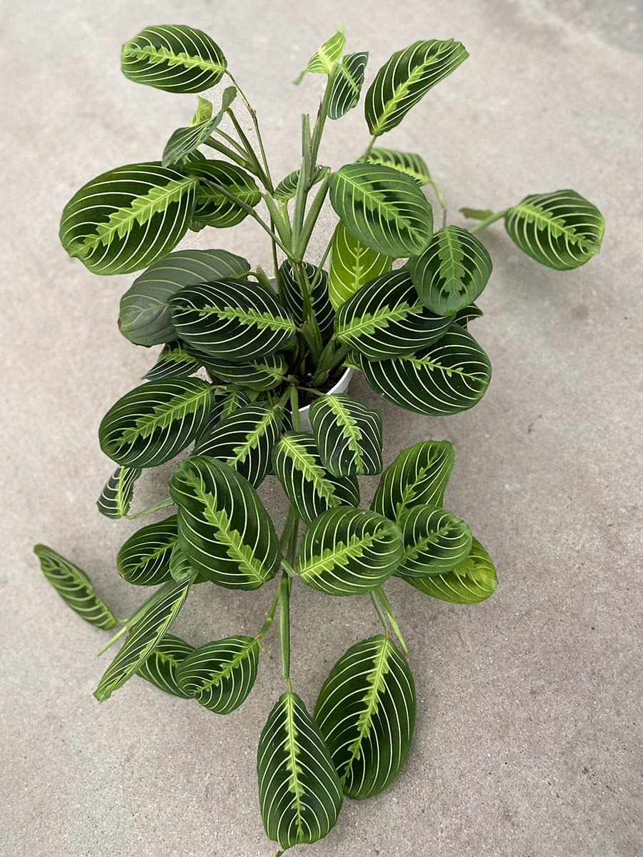 22451_6 Maranta, Lemon Lime_IMG-1119