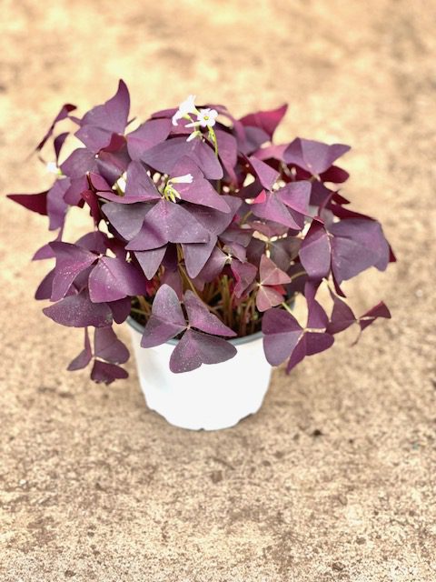 28406_6 Oxalis Triangularis Purple Shamrock_IMG_3157 (1)