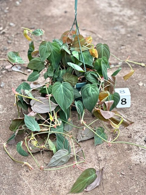 33126_8 Philodendron Micans_IMG_9923
