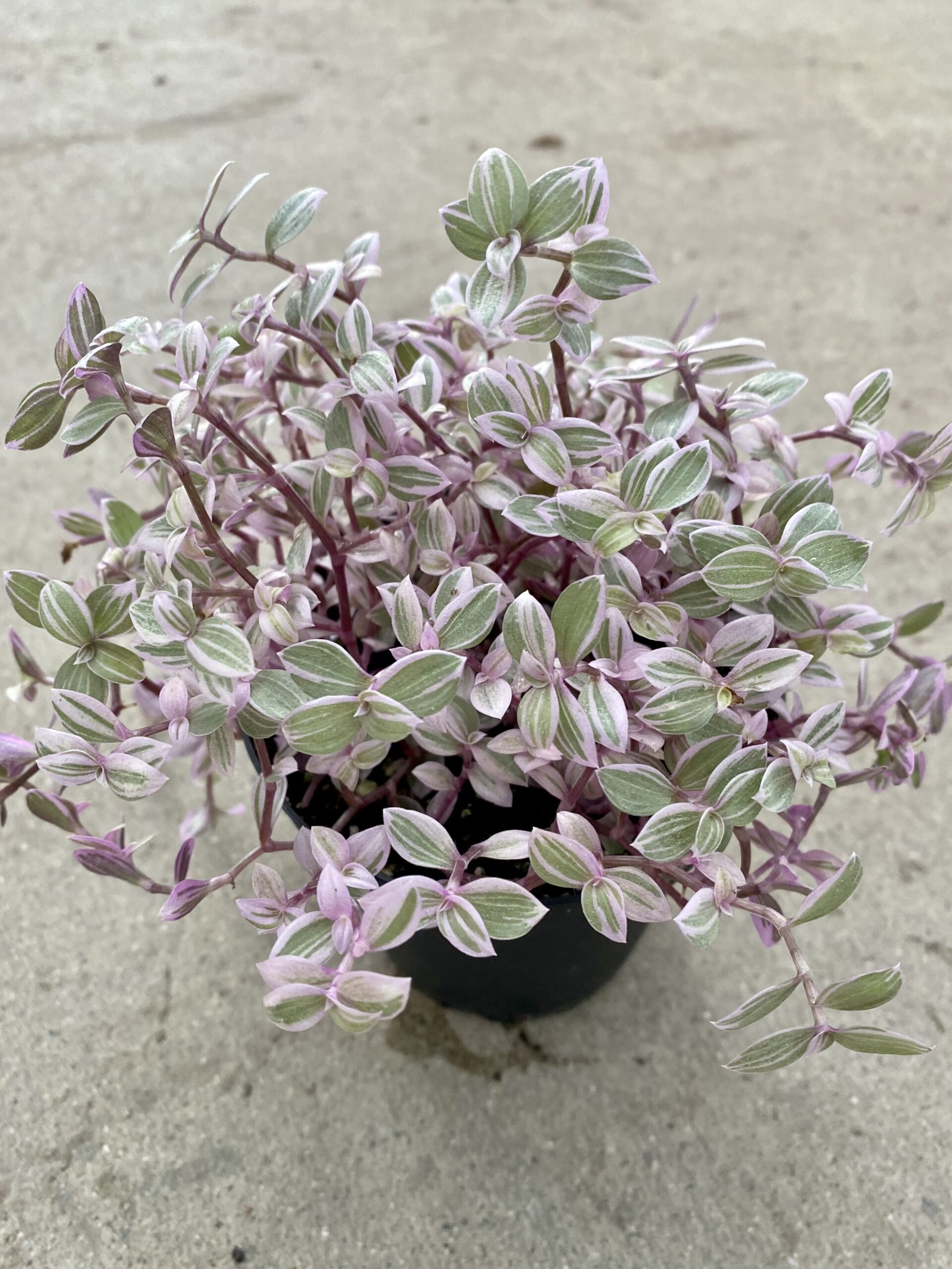 83A7934D-F41C-4425-B4CD-2A85A8F4EDE4