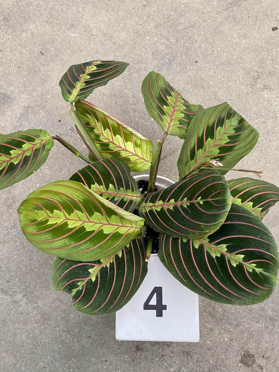 9C3C5A02-A1C0-44D9-AFDF-107E7EED4826