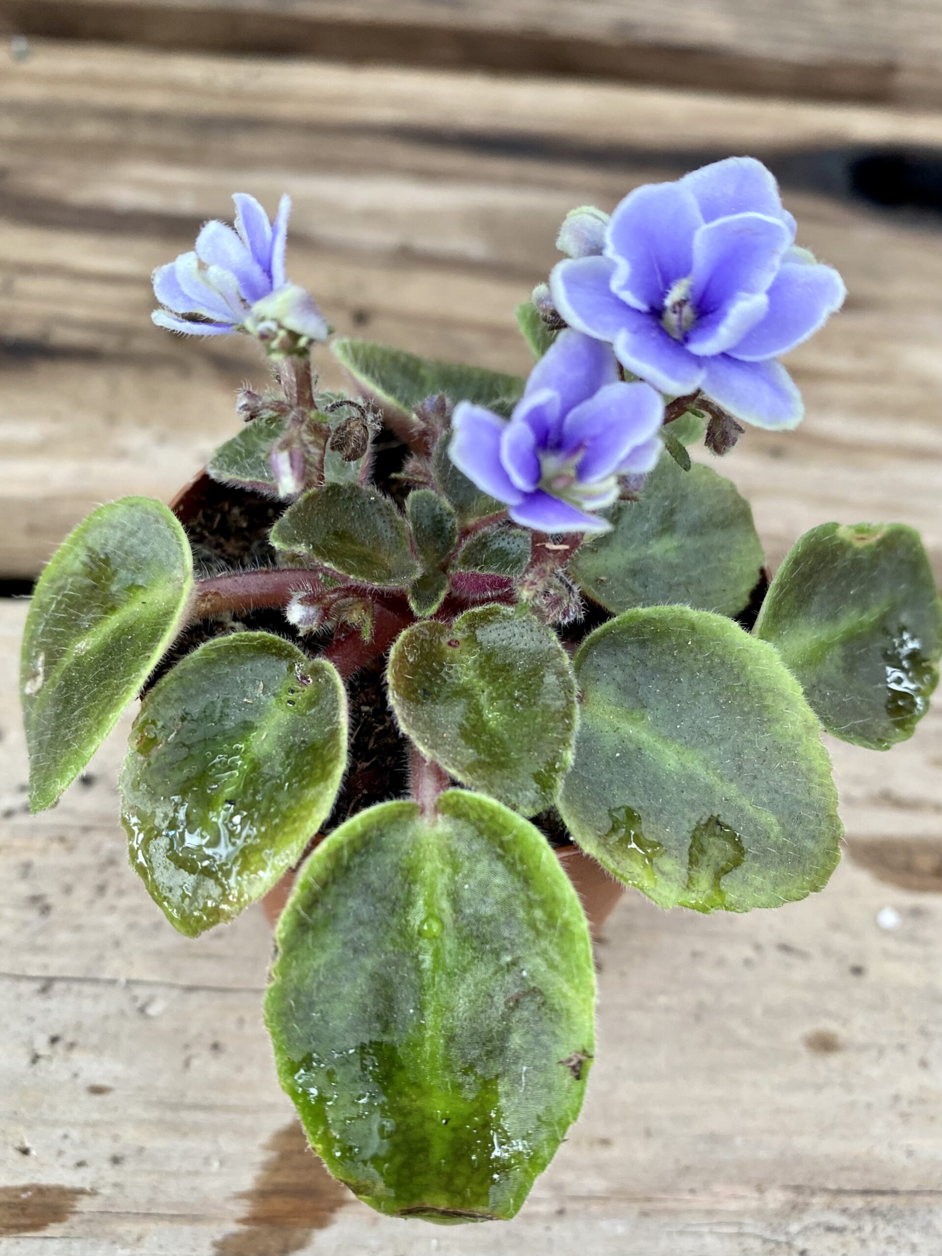 A394A031-4321-4EC3-B05B-4C0B355B8695