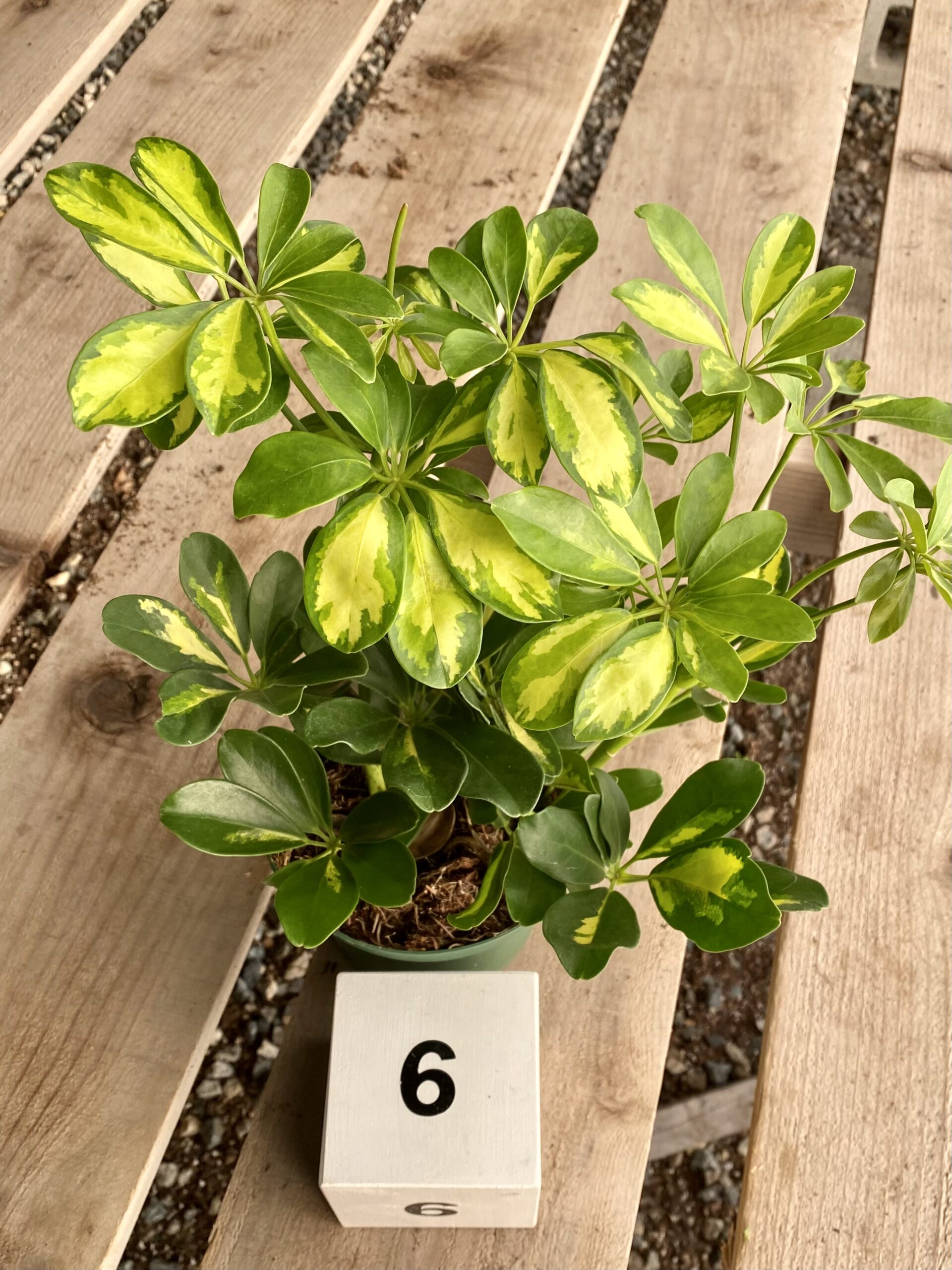 F6734A78-5D8B-4077-923D-9DD35351F58B