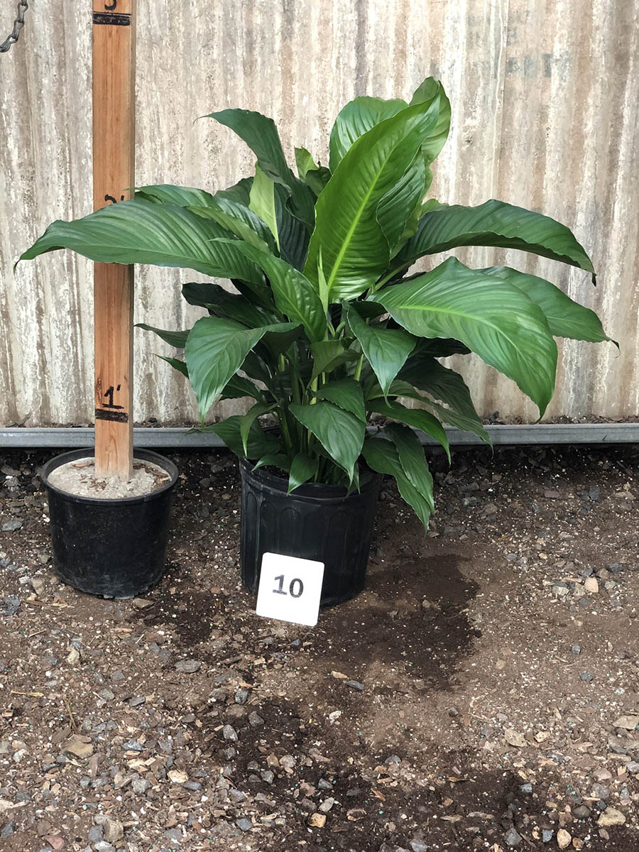 12656_10 Spathiphyllum Pablo (Fla.)_IMG_0149 (1)