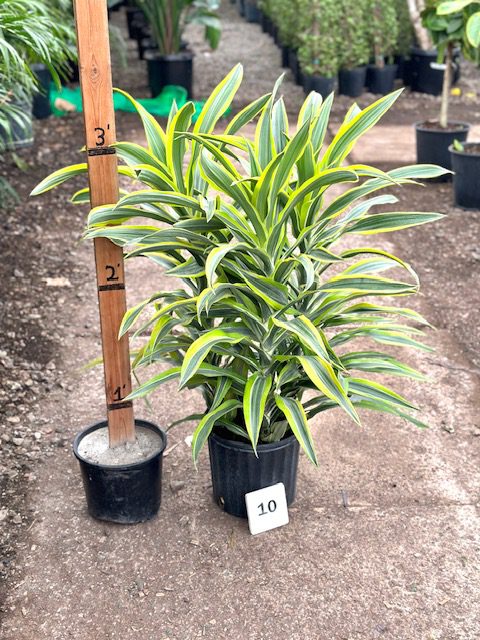 13069_10 Dracaena Lemon Lime, Tips, 3p_IMG_6268