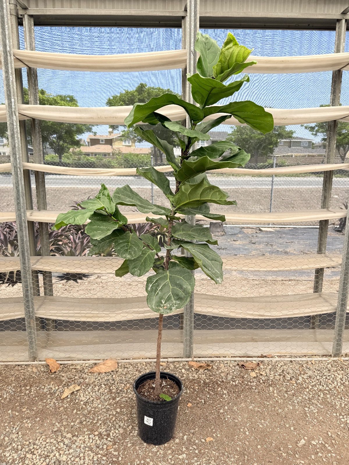16620-12-ficus-lyrata-standard-column-img_4303