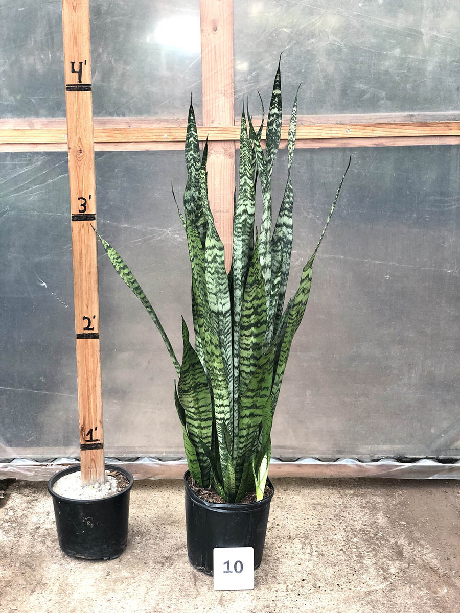 27411_10 Sansevieria Peppermint_IMG_0542