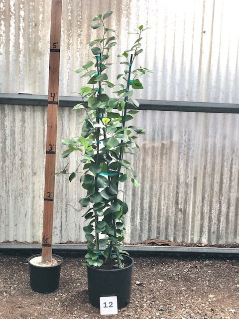 27461_12 Ficus Triangularis, 4.5_IMG_0245