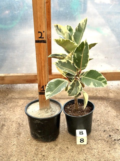 27694_08 Ficus Decora Tineke, Standard, 2_IMG_6629