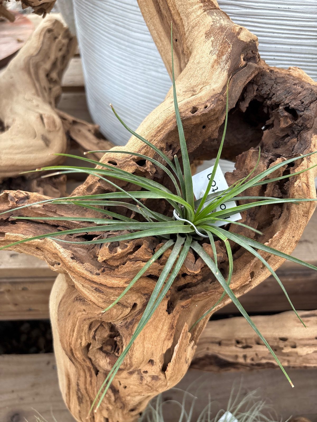 28536-tillandsia-houston-large-image