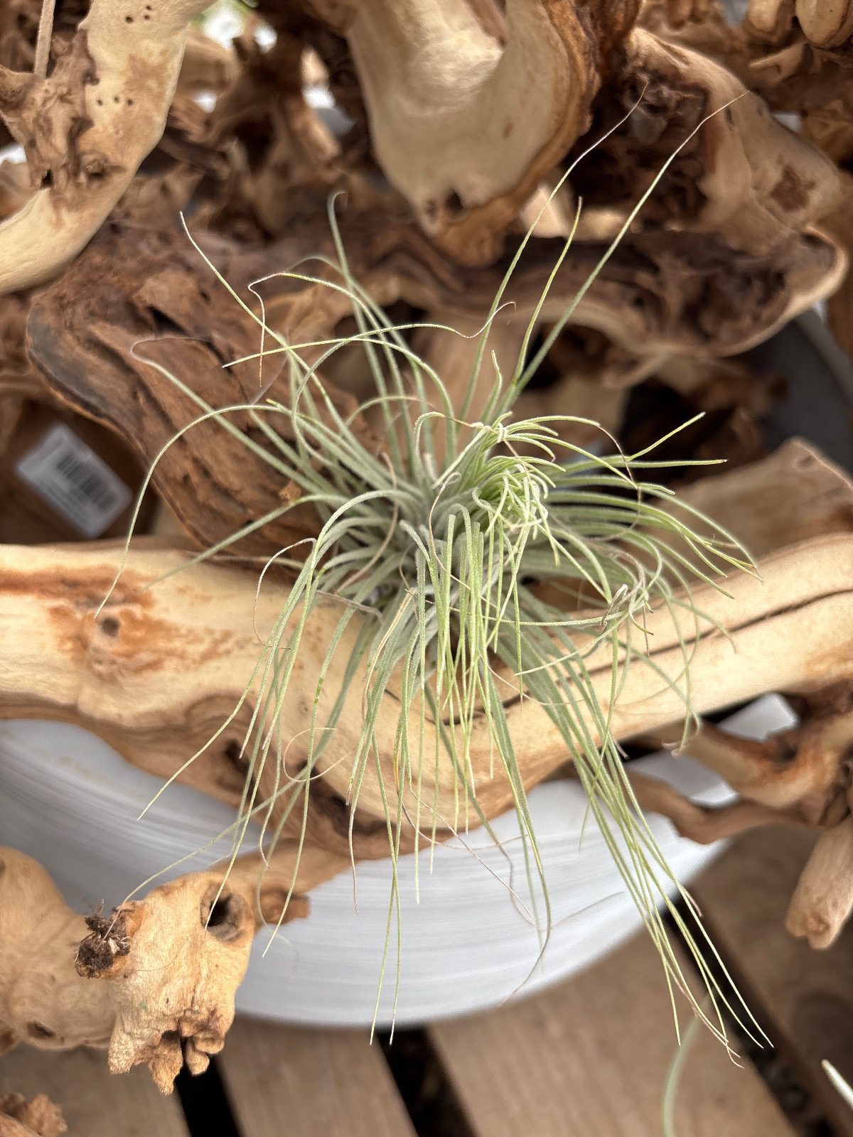 28544-tillandsia-magnusiana-large-image