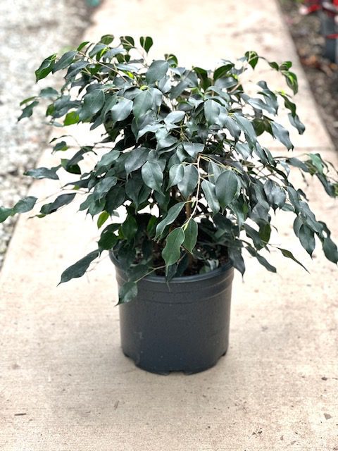 28641_10 Ficus Midnight, Bush_IMG_4496 (1)