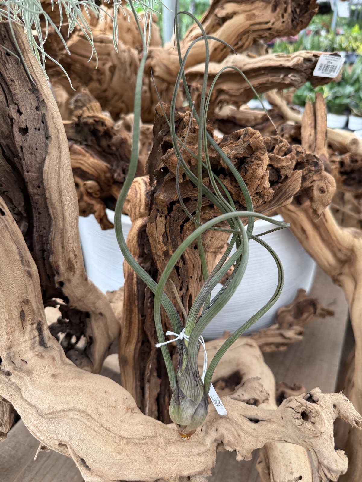 28692-tillandsia-baileyii-img_3754