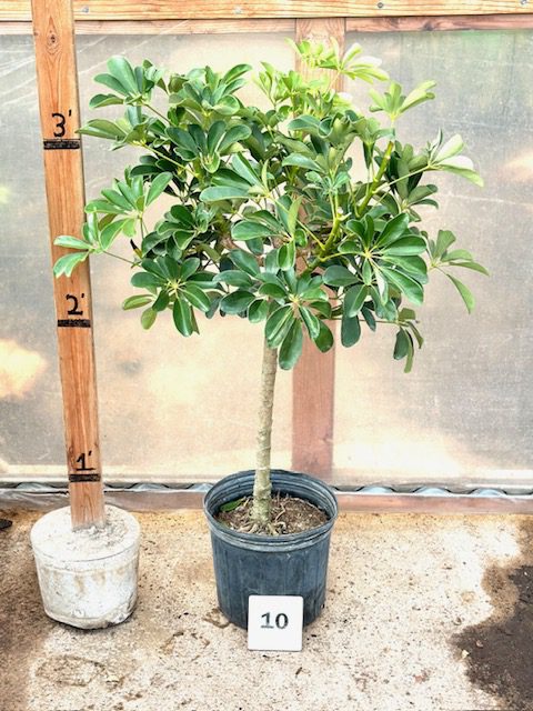 28780_10 Schefflera Arboricola Green, Standard, 3.75_IMG_9225