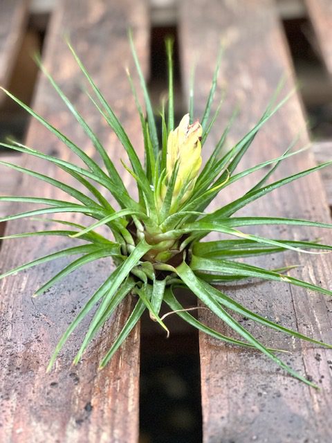 28899_Tillandsia Stricta Hardleaf_IMG_4248