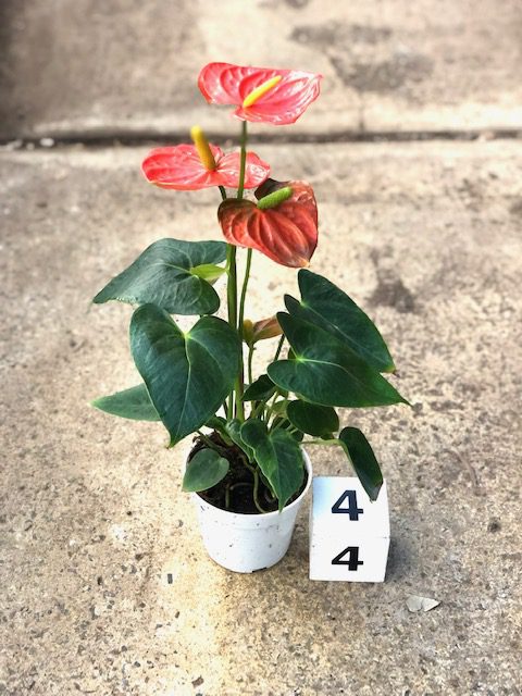 29992_4 Anthurium, Orange_IMG_0449