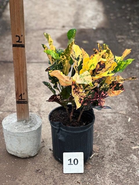 30088_10 Croton Magnificent_IMG_0837