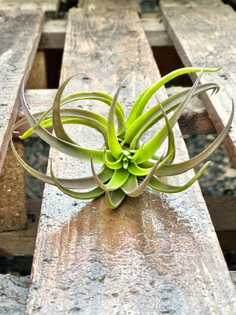 30428_Tillandsia Harrisii Medium_IMG_4249