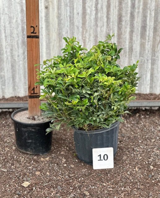 30613_10 Schefflera Arboricola Compacta, Bush, 2_IMG_3378