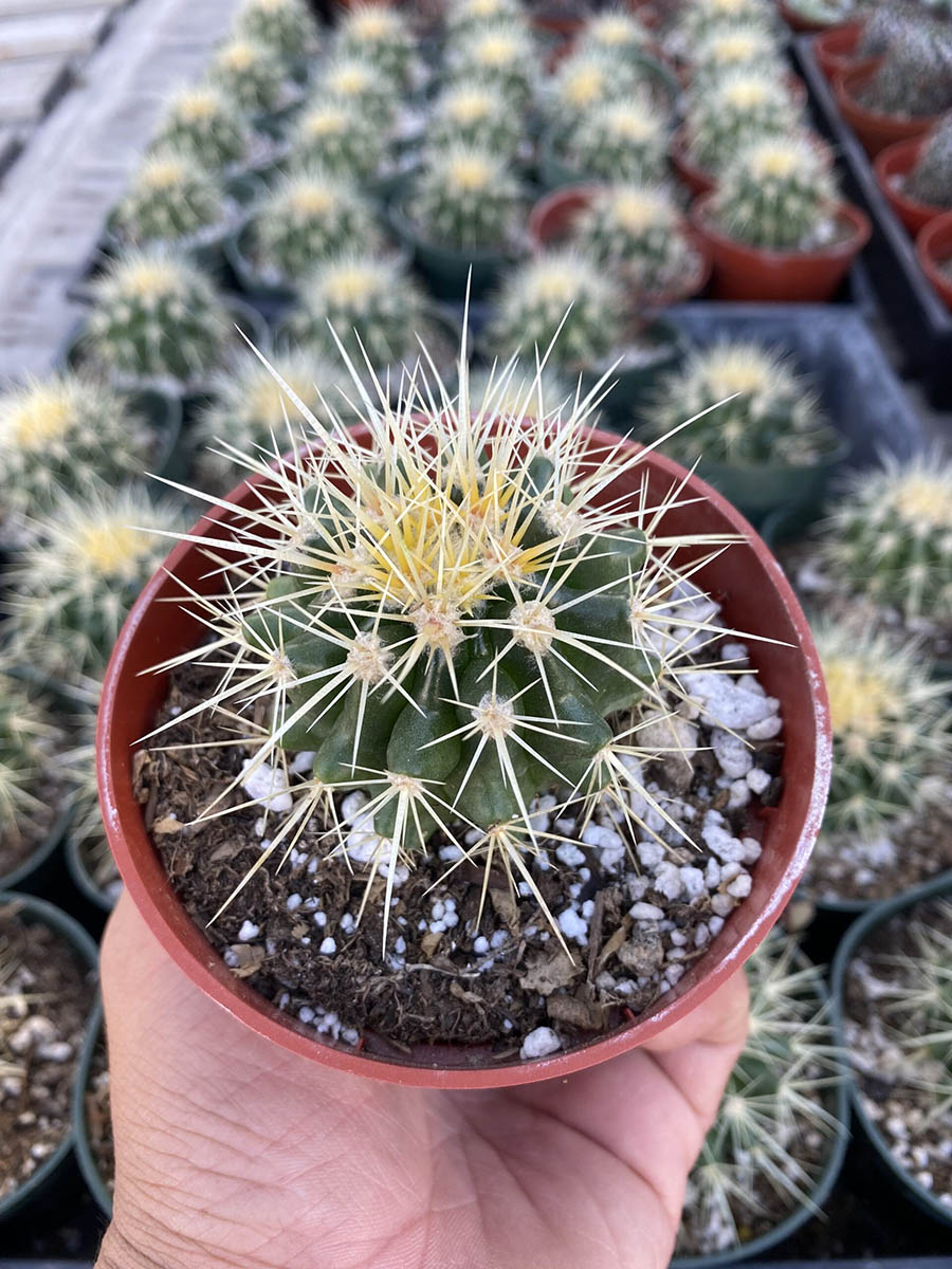 30630_4 Echinocactus Grusonii_IMG_7657