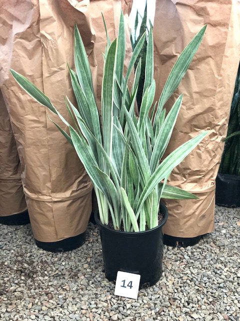30824_14 Sansevieria Sayurii_IMG_1348