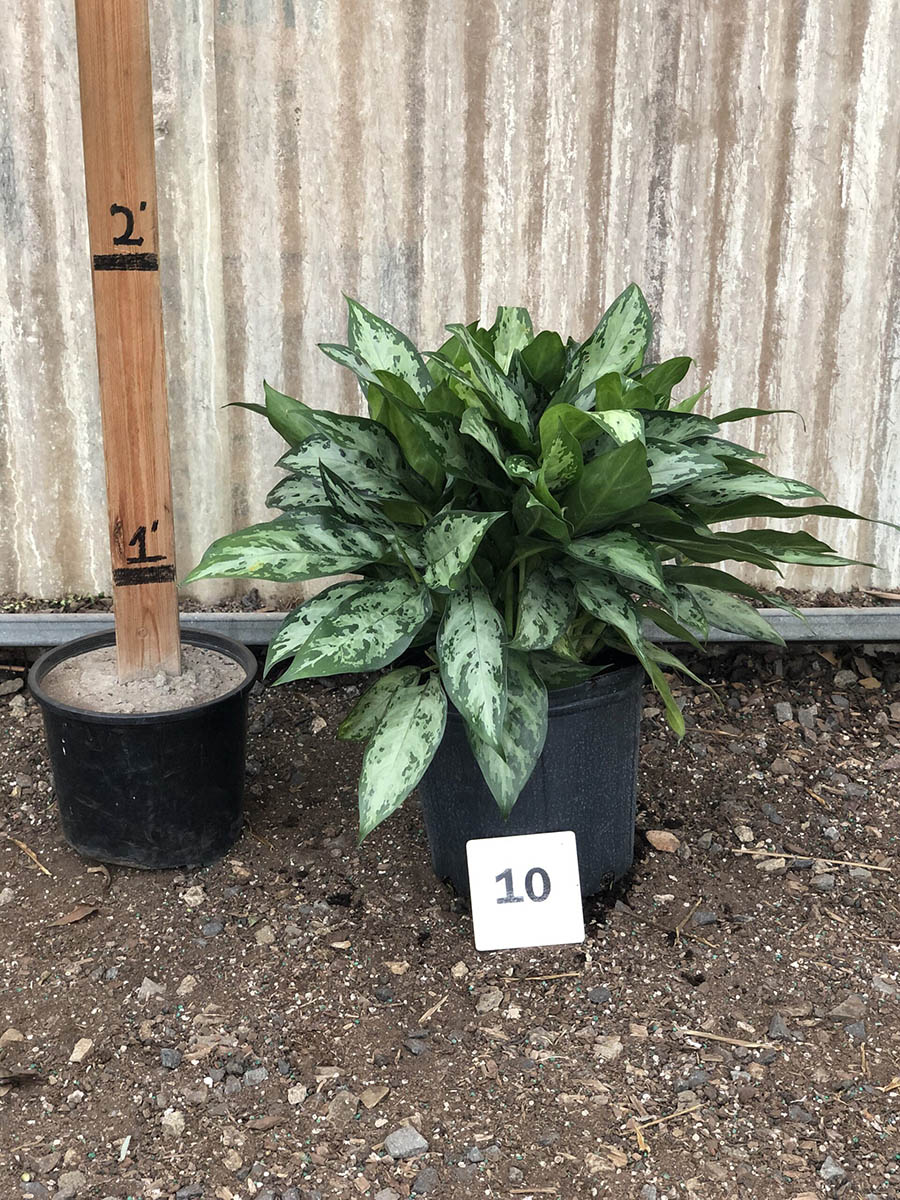 30919_10 Chinese Evergreen Mystic Marble_IMG_1745 (1)