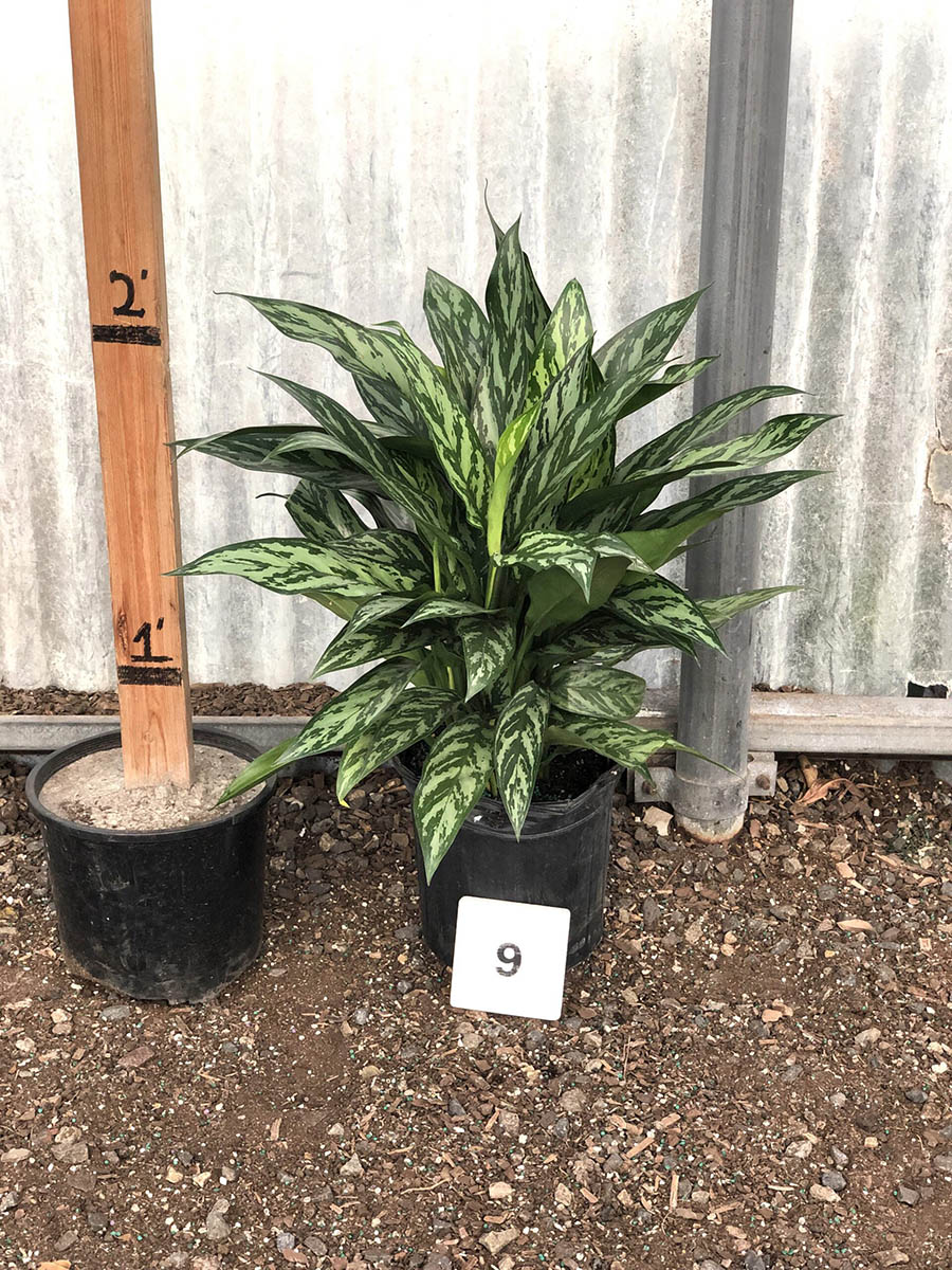 31022_09 Chinese Evergreen Tigress_IMG_1126