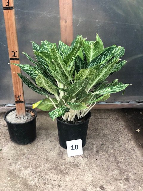 31053_10 Chinese Evergreen Golden Madonna_IMG_0034 (1)