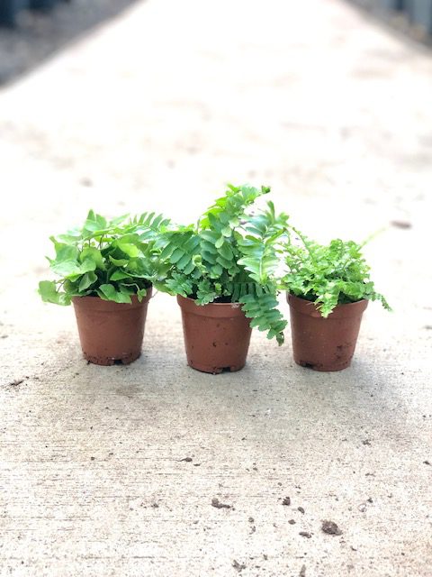 31152_2 Fern Assorted_IMG_2094