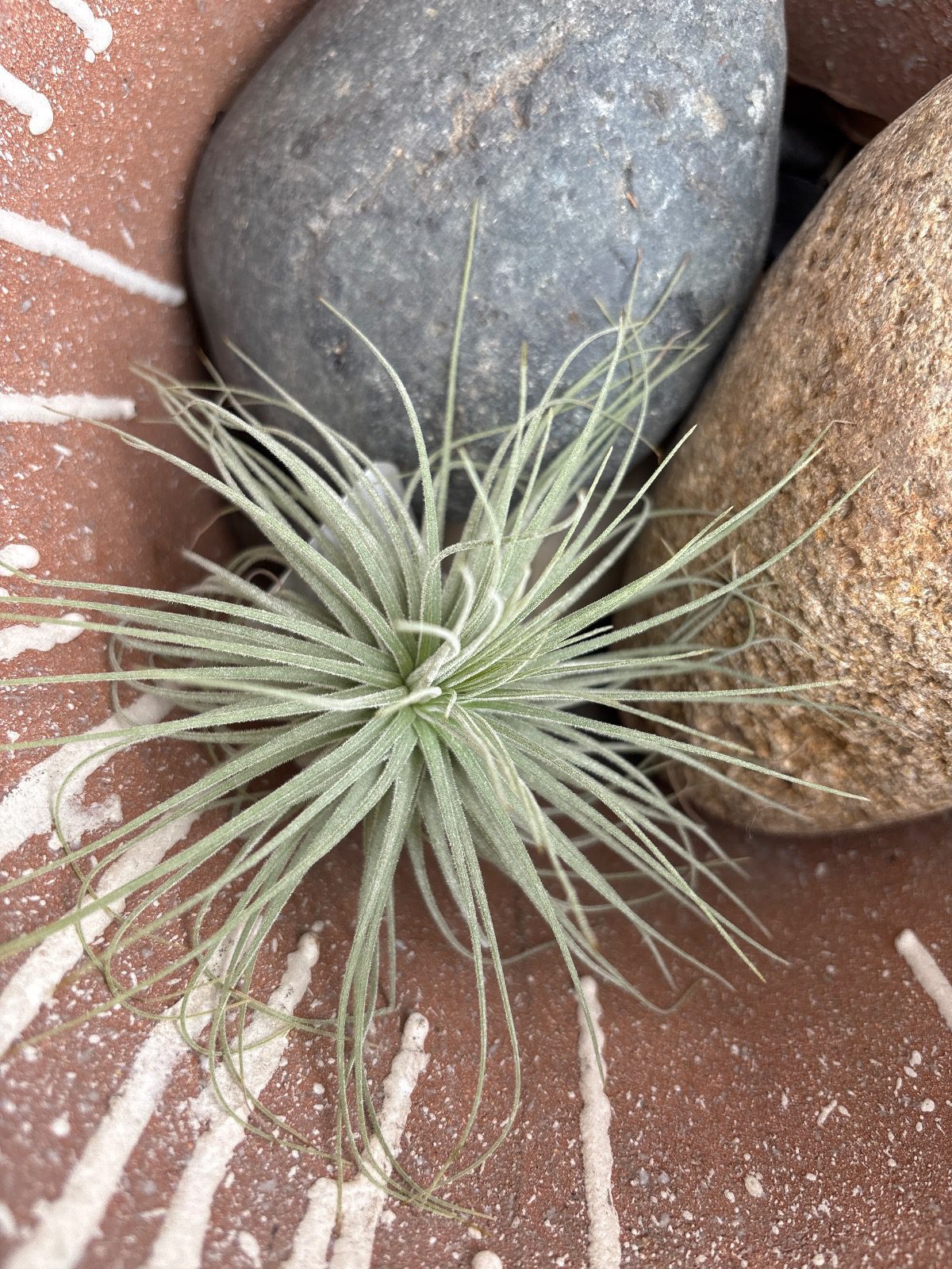 31776-tillandsia-magnusiana-giant-image