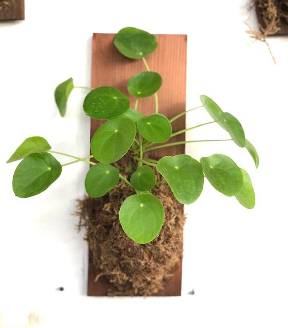 31910_Pilea Peperomioides, Plaque, 6x16_IMG_0463