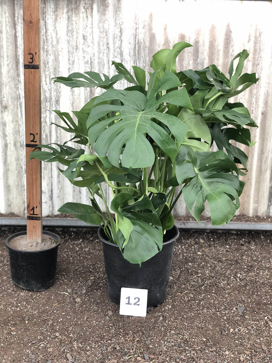 32905_12 Monstera Deliciosa, Split Leaf_IMG_2017