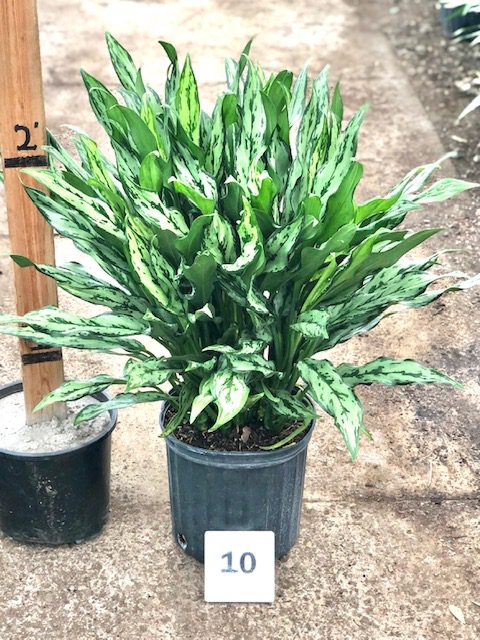 33011_10 Chinese Evergreen Miss Juliet_IMG_0749 (1)