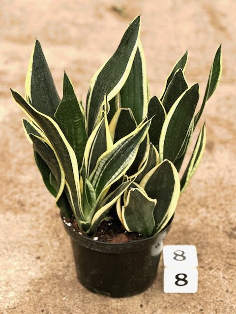 10008_8 Sansevieria Black Gold Superba_IMG_8596
