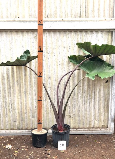 28788_10 Alocasia Sumo_IMG_0785