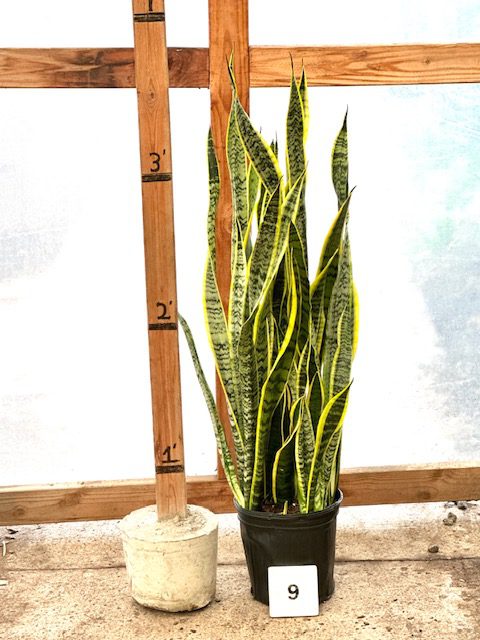 31307_09 Sansevieria Laurentii_IMG_1190
