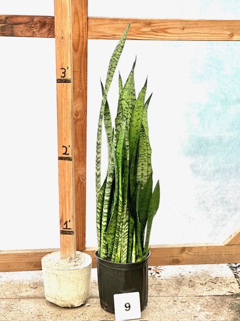 31724_09 Sansevieria Zeylanica_IMG_1133