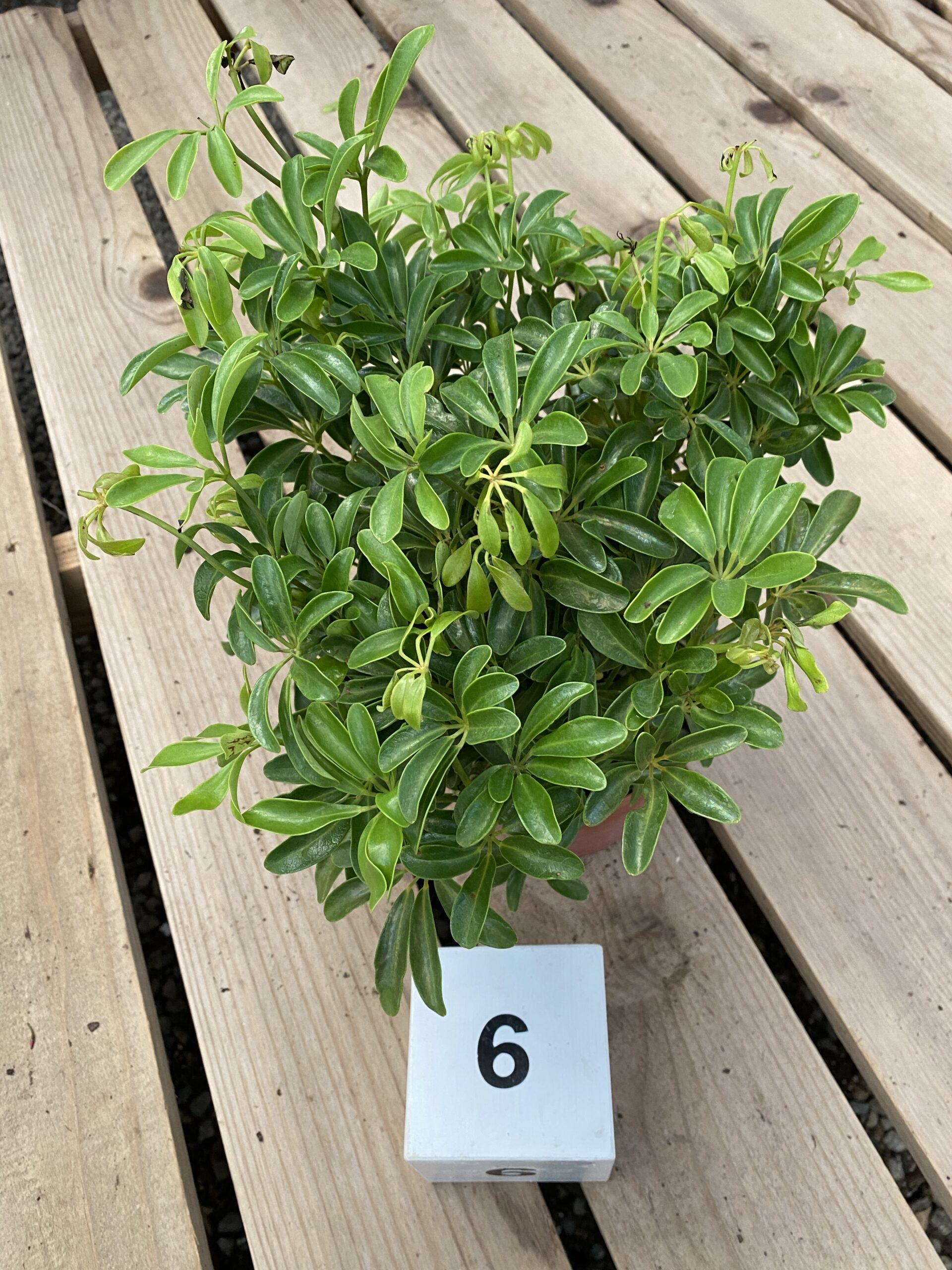 4EEA9FC2-86E4-4545-963D-1A16DF483F7D