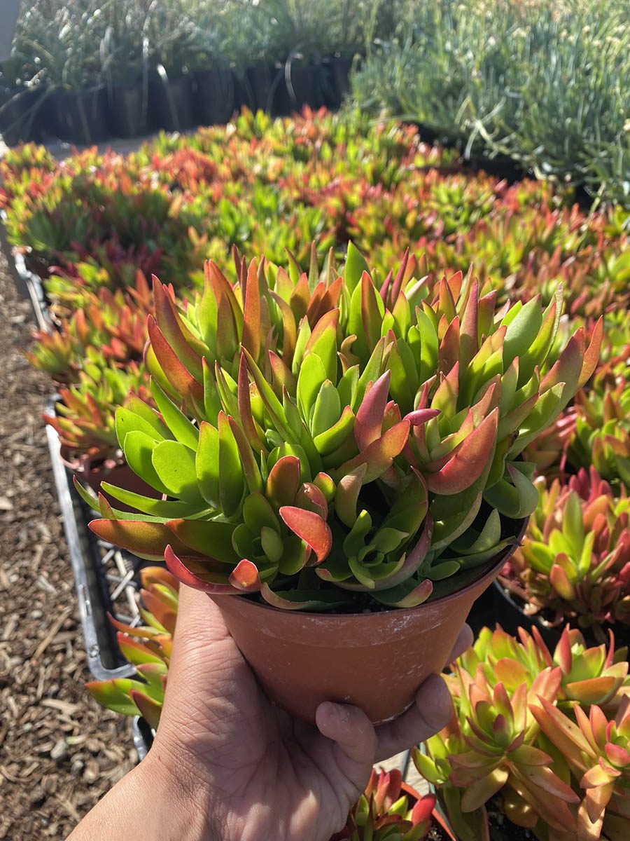 14B29A5A-36F8-461F-95F5-295587E4BDF9