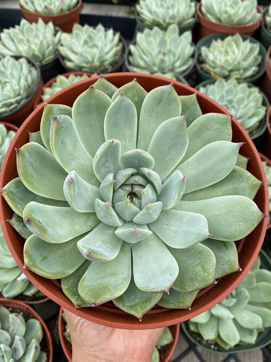 33734_6 Echeveria Colorata_IMG-1015
