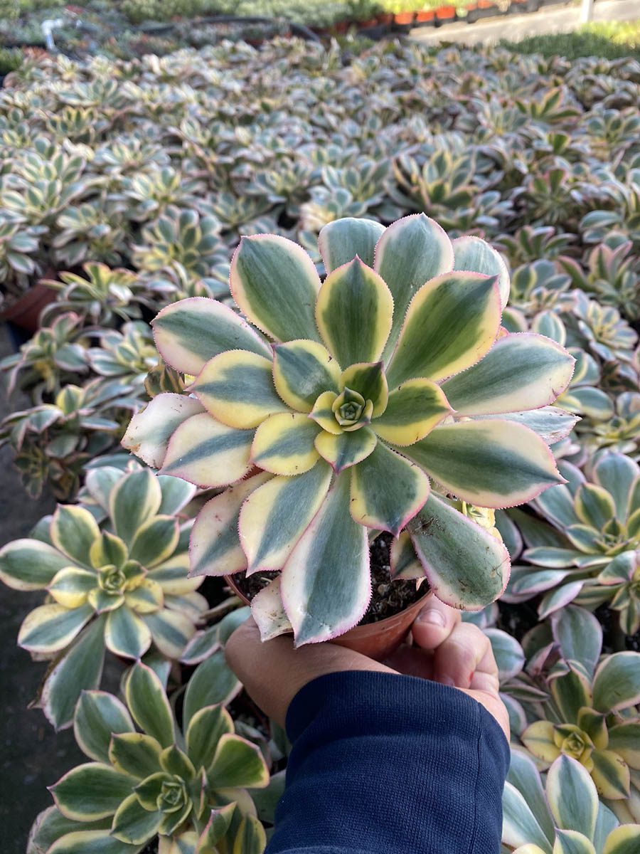 74DFFED7-18E3-4891-97E2-F4C15FFB2CDB