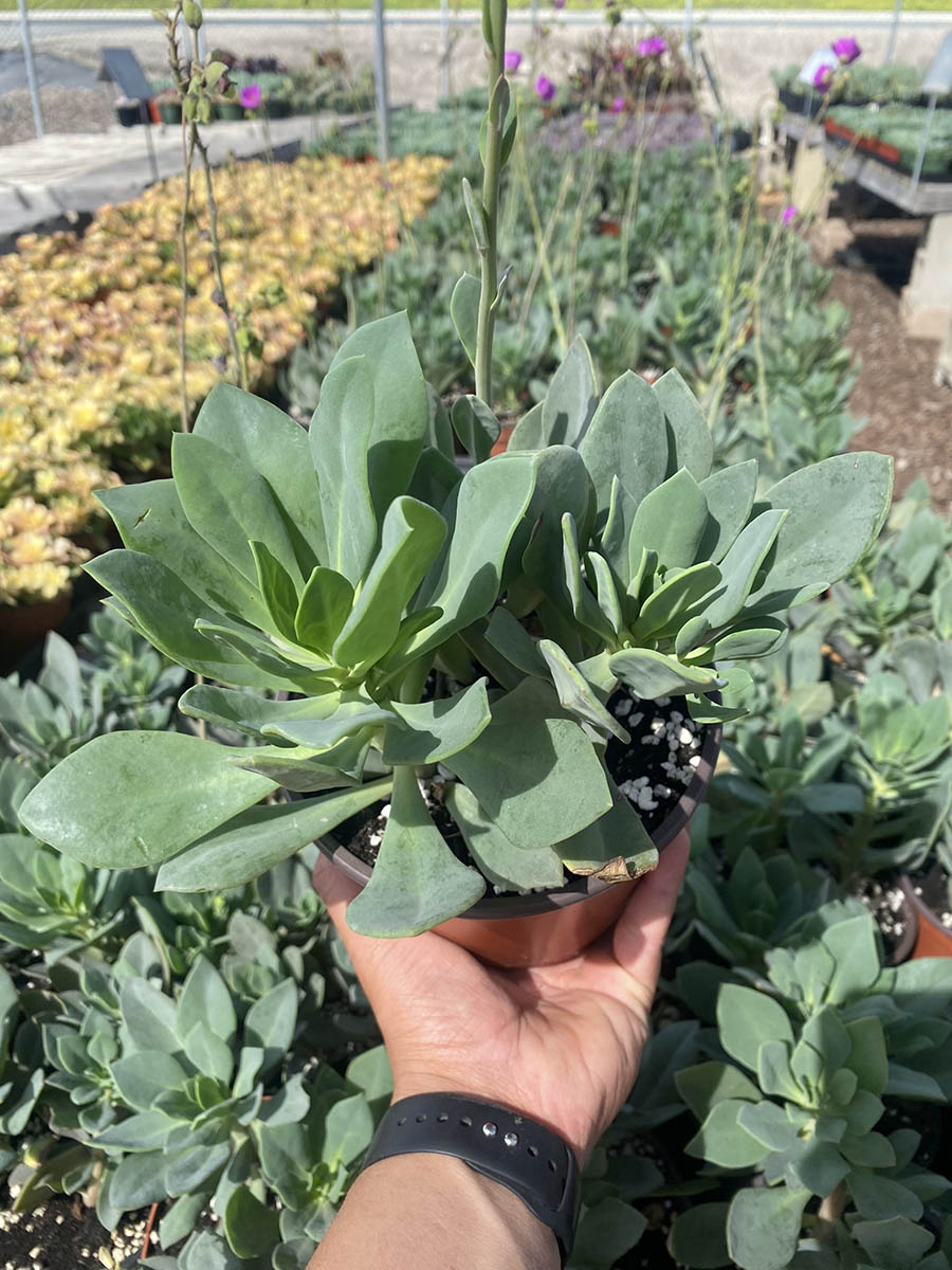 AF80FF39-22E4-40F8-8AB1-84F089ECA62D