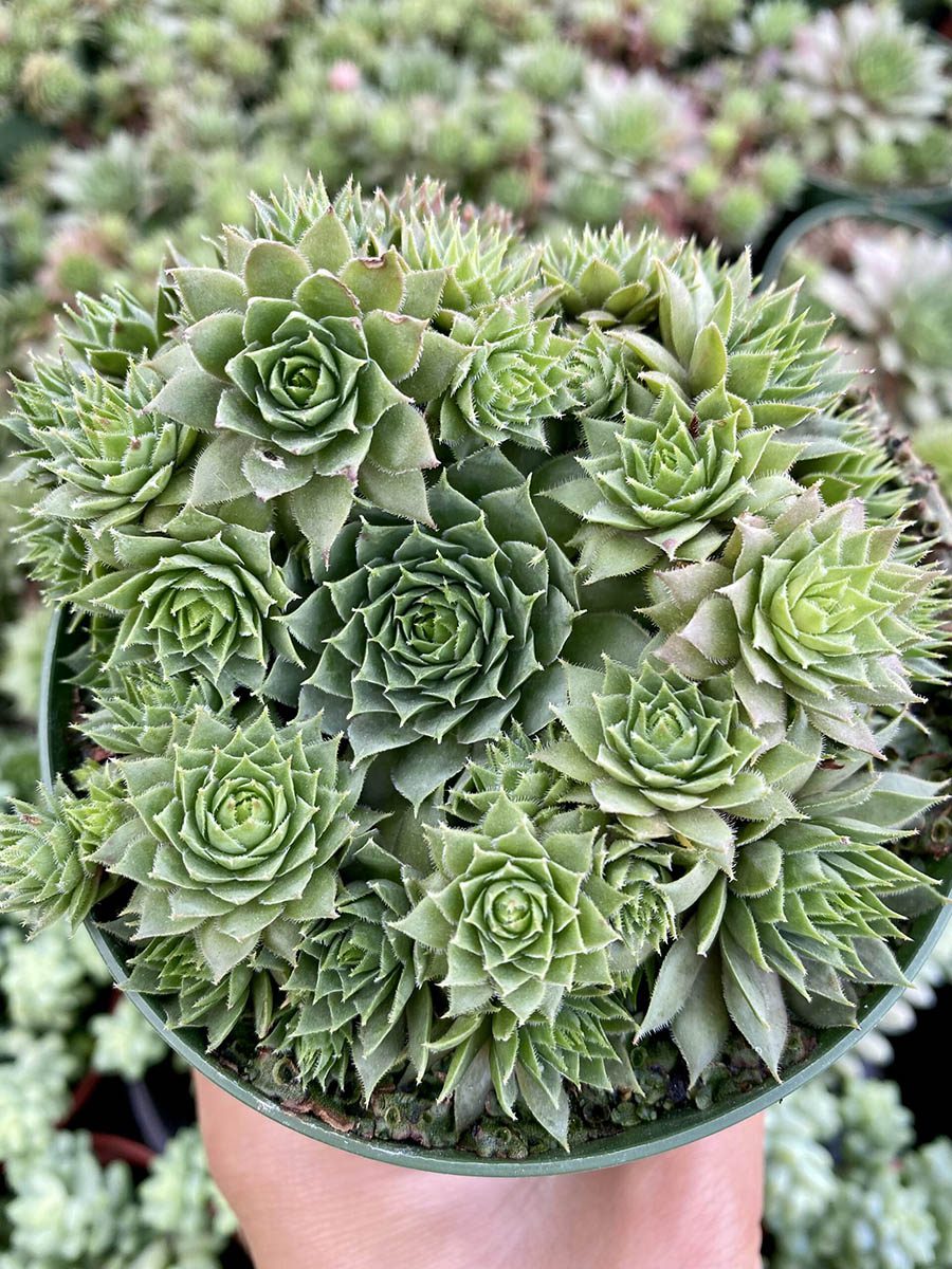 34014_4 Sempervivum Hens and Chicks_IMG-1583